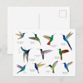 Tropical Hummingbirds  Postkarte (Vorne/Hinten)