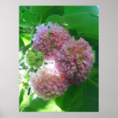Tropical Hydrangea Tree Poster (Vorne)