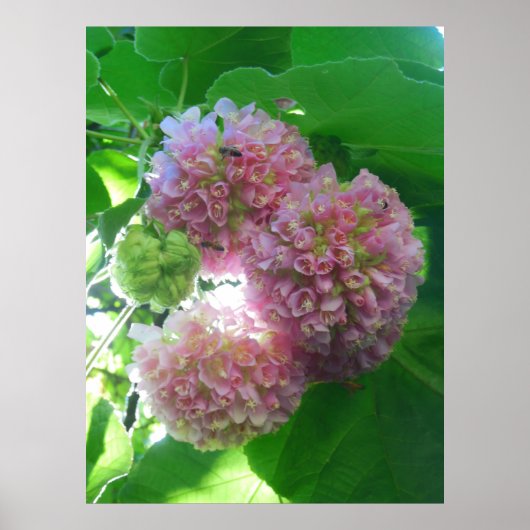 Tropical Hydrangea Tree Poster (Vorne)