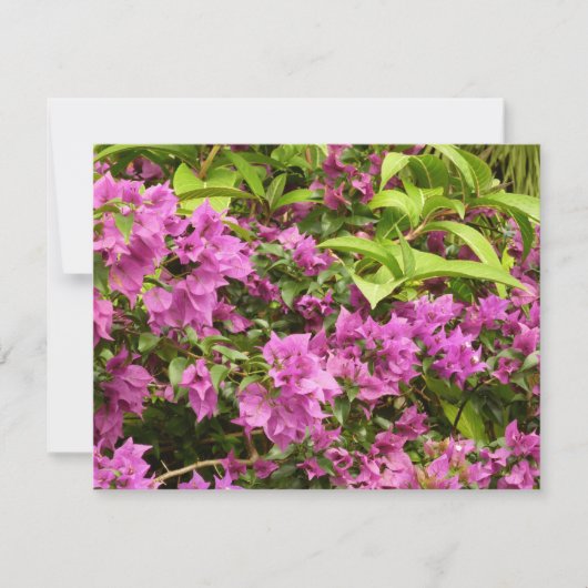 Tropical Lila Bougainvillea Floral (Vorderseite)