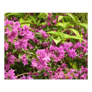 Tropical Lila Bougainvillea Floral Fotodruck