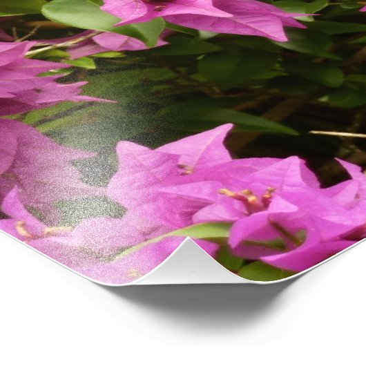 Tropical Lila Bougainvillea Floral Fotodruck (Ecke)