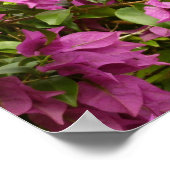 Tropical Lila Bougainvillea Floral Poster (Ecke)