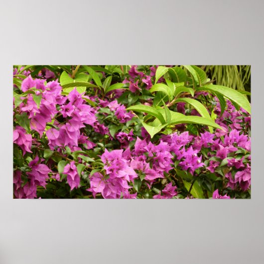 Tropical Lila Bougainvillea Floral Poster (Vorne)