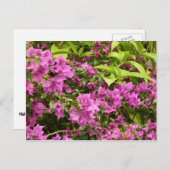 Tropical Lila Bougainvillea Floral Postkarte (Vorne/Hinten)