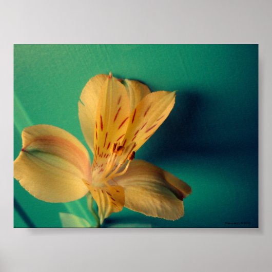 Tropical Lily Poster (Vorne)