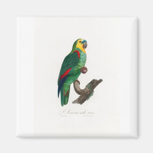tropical macaw parrot magnet (Vorne)