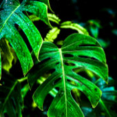 Tropical Monstera Glow – Jungle Leaf Photography Geschirrtuch