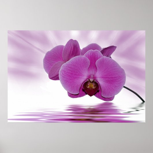 Tropical Orchid Poster (Vorne)