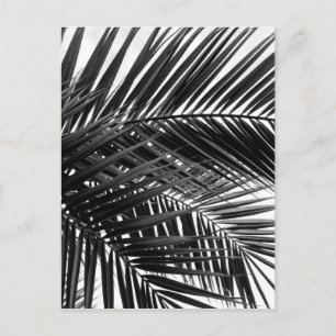 Tropical Palm Blätter - Schwarz-Weiß-Fotografie Postkarte