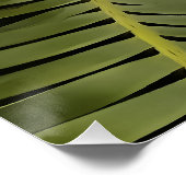 Tropical Palm Botanic Art Dioon Spinulosum Poster (Ecke)