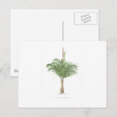 Tropical Palm Collection - Bild 2 Postkarte (Vorne/Hinten)