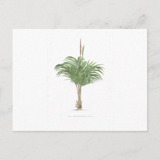 Tropical Palm Collection - Bild 2 Postkarte (Vorderseite)
