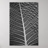 Tropical Palm Leaf Schwarz-Weiß-Foto Poster (Vorne)