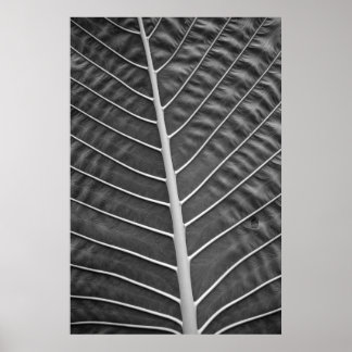 Tropical Palm Leaf Schwarz-Weiß-Foto Poster