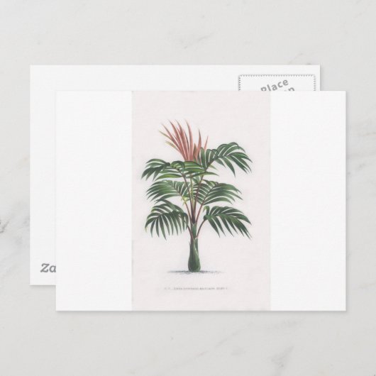tropical palm tree collection - drawing V Postkarte (Vorne/Hinten)