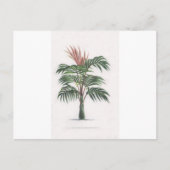 tropical palm tree collection - drawing V Postkarte (Vorderseite)