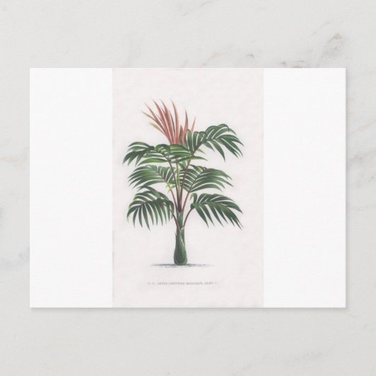 tropical palm tree collection - drawing V Postkarte (Vorderseite)