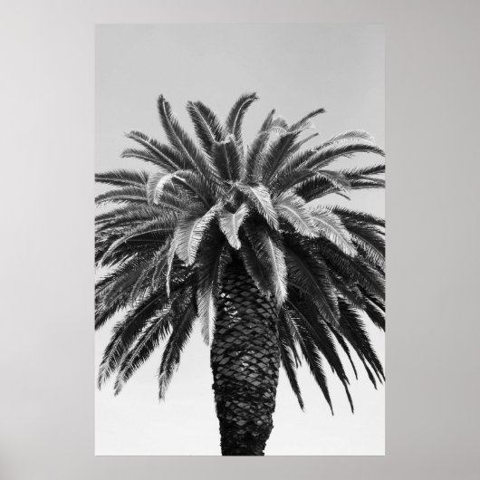 Tropical Palm Tree Poster, Print Poster (Vorne)