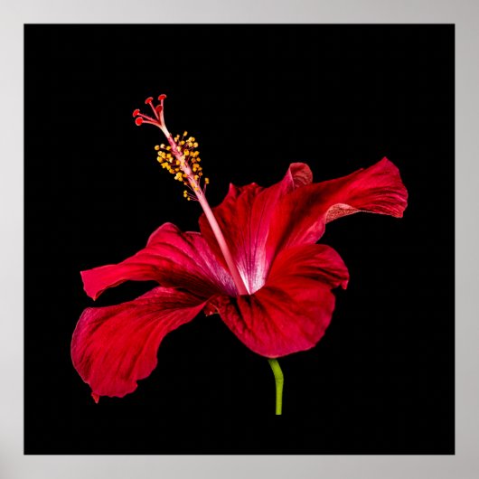 Tropical Paradise Roter Hibiskus Blume & Black Poster (Vorne)