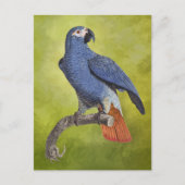 Tropical Parrot Vintag Illustration Postkarte (Vorderseite)