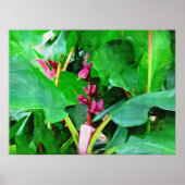 Tropical Pink velvet banana collection Poster (Vorne)