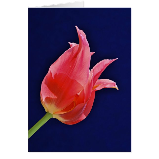 Tropical Punch Tulip (Vorne)