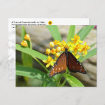 Tropical Queen Butterfly, FL - Postkarte