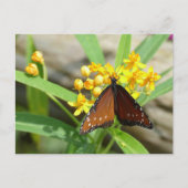 Tropical Queen Butterfly, FL - Postkarte (Vorderseite)