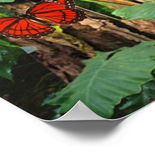 Tropical Rainforest Poster (Ecke)