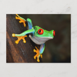 Tropical Red Eye Frog - Agalychnis Callidryas Postkarte