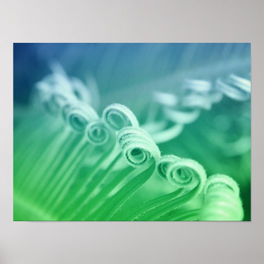 Tropical Sago Palm Tree Nature Fotografy Poster (Vorne)