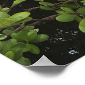 Tropical salt pond poster (Ecke)
