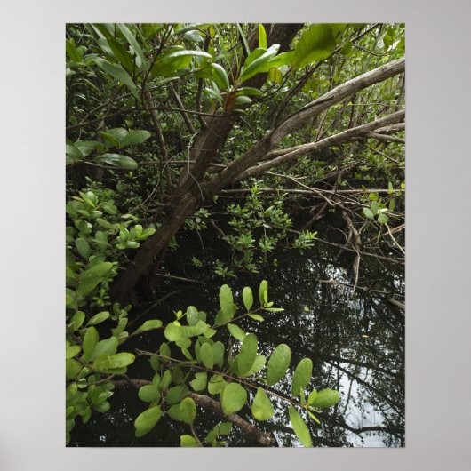 Tropical salt pond poster (Vorne)