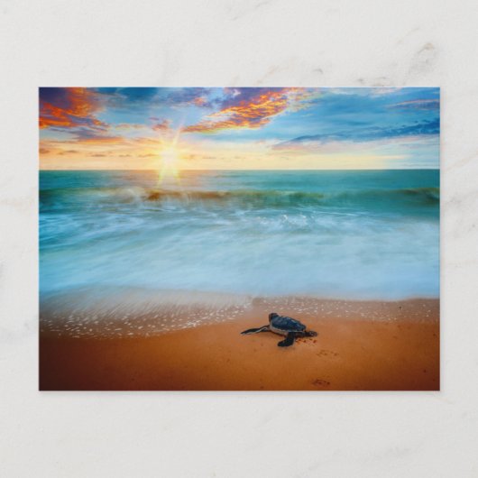 Tropical Sunset Sea Turtle Sandstrand Postkarte (Vorderseite)