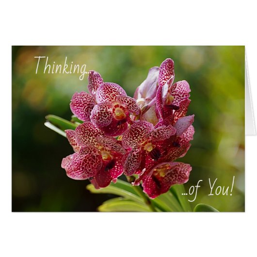 Tropical Vanda Orchid Cluster Card (Vorderseite (Horizontal))