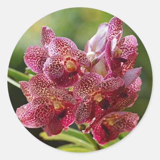 Tropical Vanda Orchid Cluster Runder Aufkleber (Vorderseite)