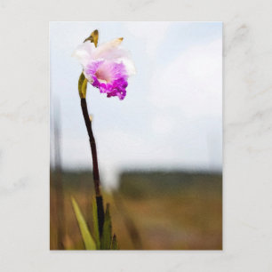 Tropical Wild Orchid Print Hawaii Postkarte