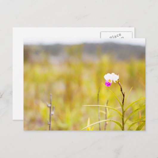 Tropical Wild Orchid Print, Hawaii Postkarte (Vorne/Hinten)