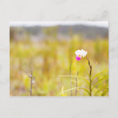 Tropical Wild Orchid Print, Hawaii Postkarte (Vorderseite)