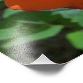 Tropicana Rose Foto (Ecke)