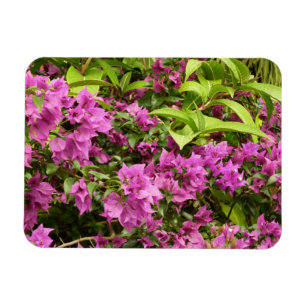 Tropila violette Bougainvillea-Blüten Magnet