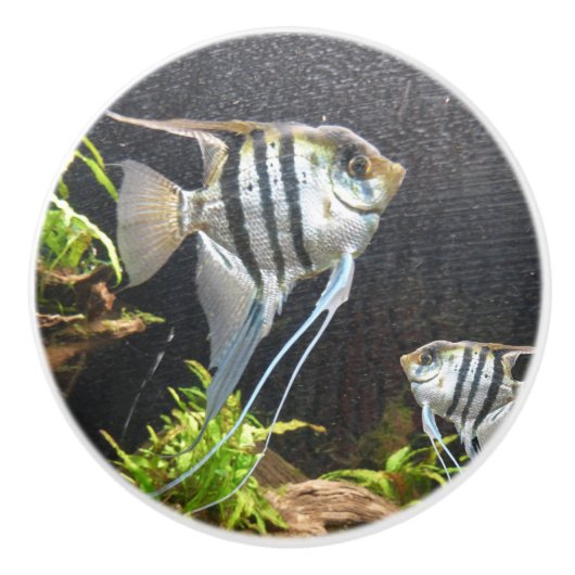 Tropisch gestreifte Keramik Keramikknauf (Vorderseite)