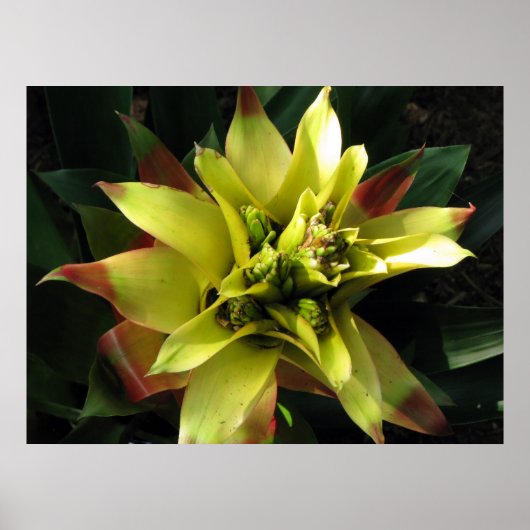 tropisch poster (Vorne)