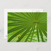 tropisch postkarte (Vorne/Hinten)