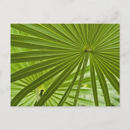 tropisch postkarte (Vorderseite)
