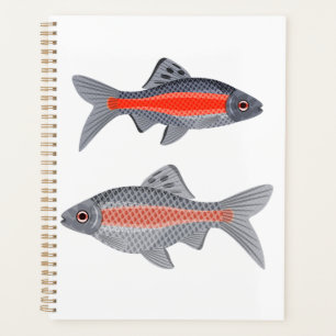 Tropische Barben Fische Rot und Grau Exotische Was Planer