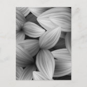 Tropische Blätter 13 Postkarte (Vorderseite)