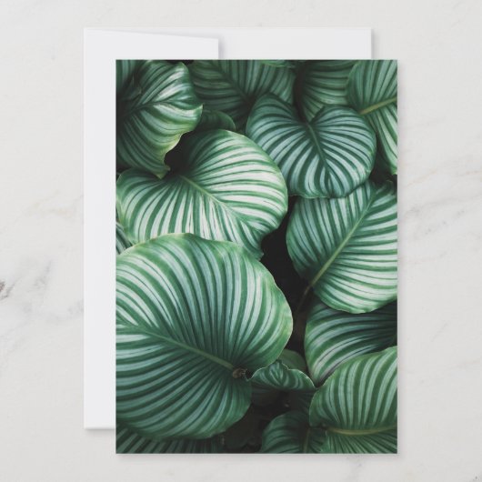 Tropische Blätter und Ananas Luau Abschluss Einladung (Rückseite)