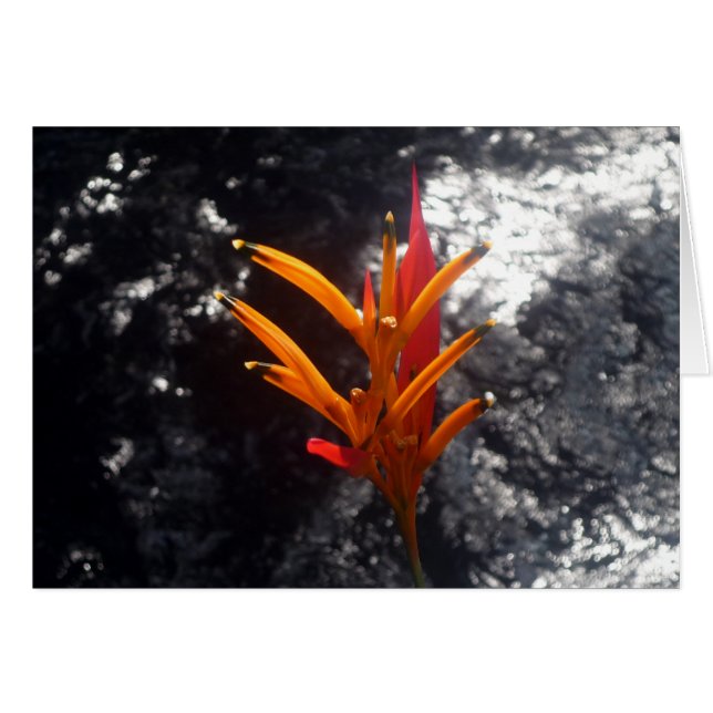 tropische Blume (Vorderseite (Horizontal))